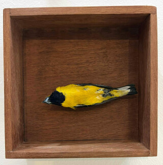 As vidas da natureza-morta