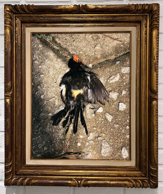 As vidas da natureza-morta