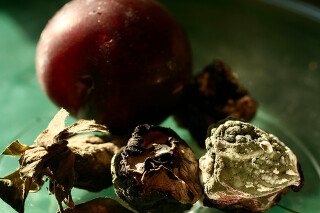 As vidas da natureza-morta