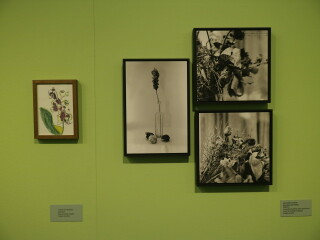 As vidas da natureza-morta