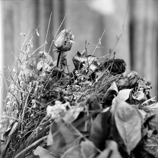 As vidas da natureza-morta