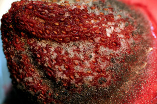 As vidas da natureza-morta