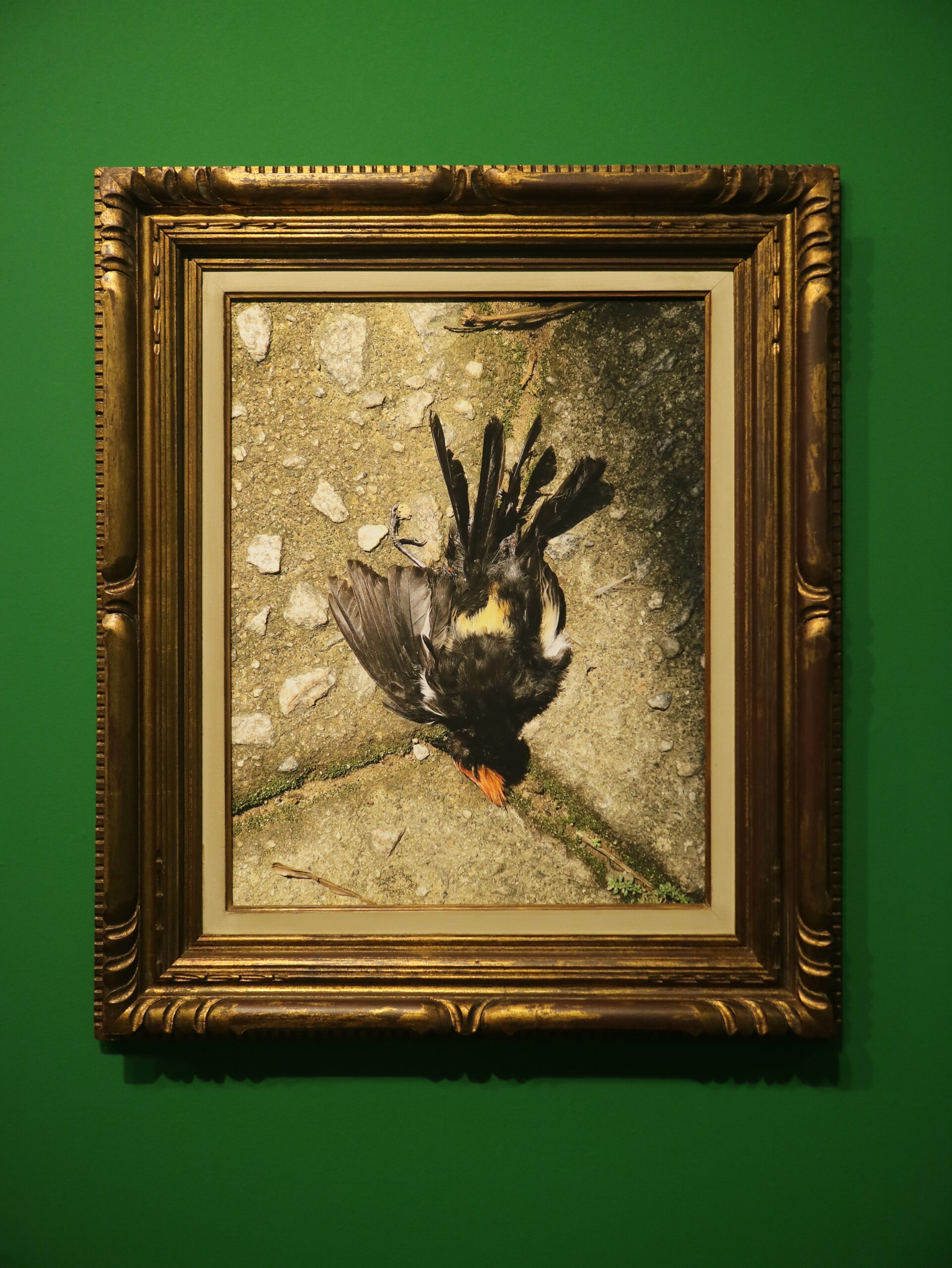 As vidas da natureza-morta