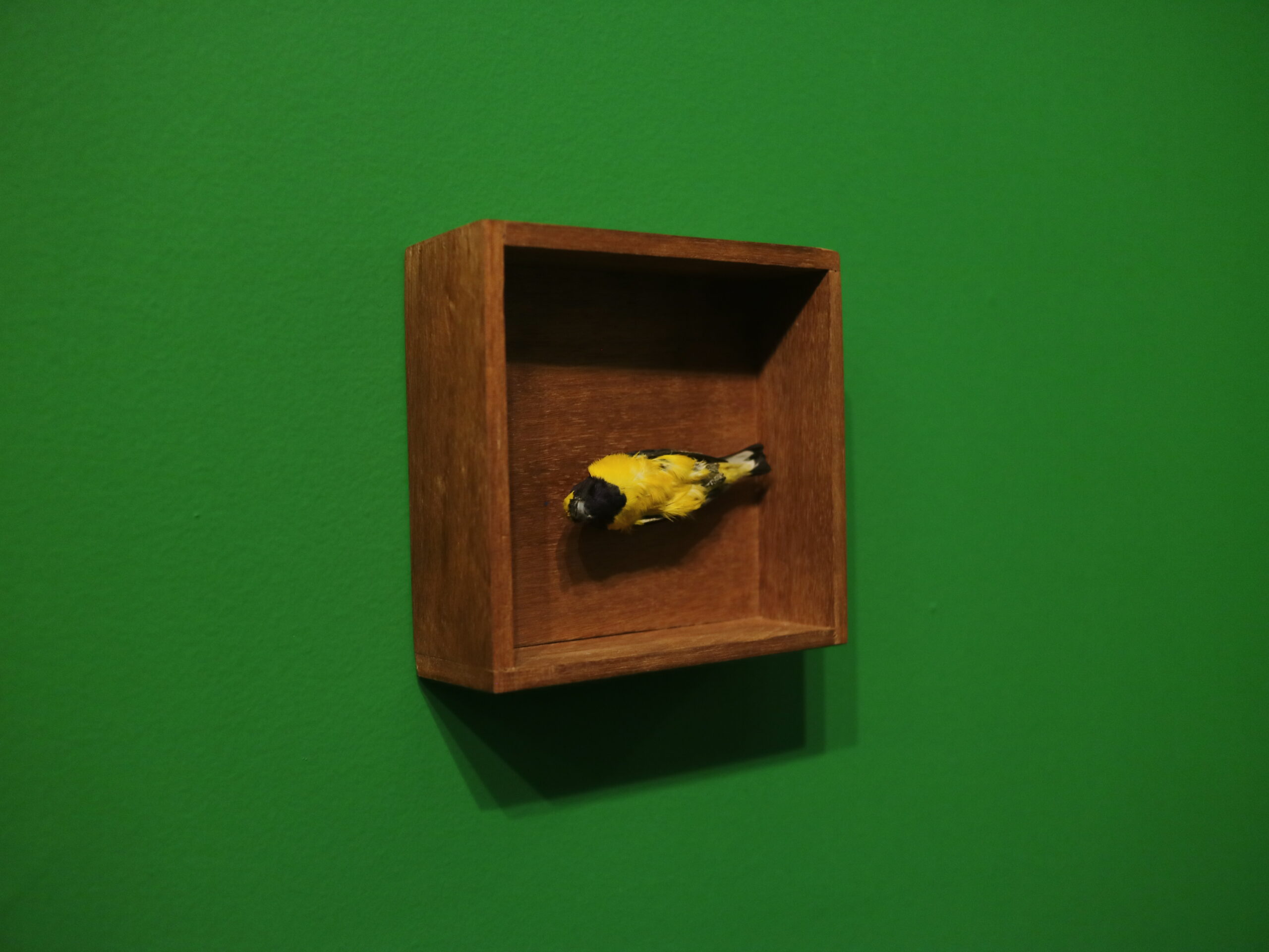 As vidas da natureza-morta