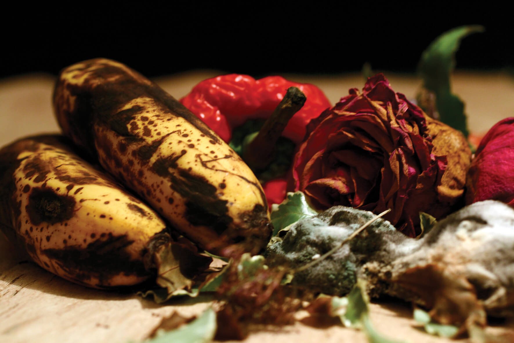 Alexandra Ungern Still life (bananas) 2008 Série Vanitas, Impressão fotográfica sobre papel fine art 24x36x4cm edição 02/05 + 2 PA
