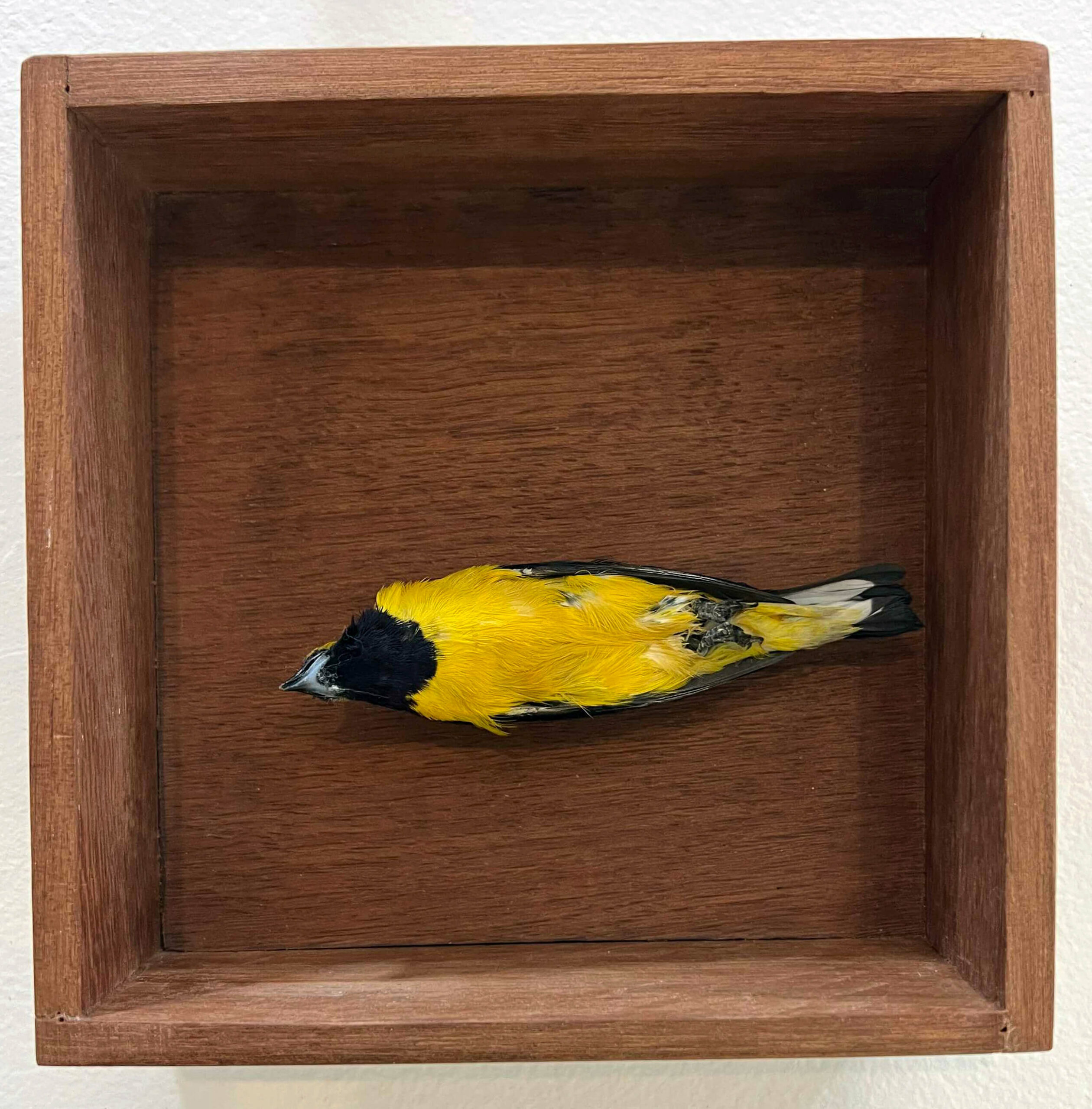 As vidas da natureza-morta