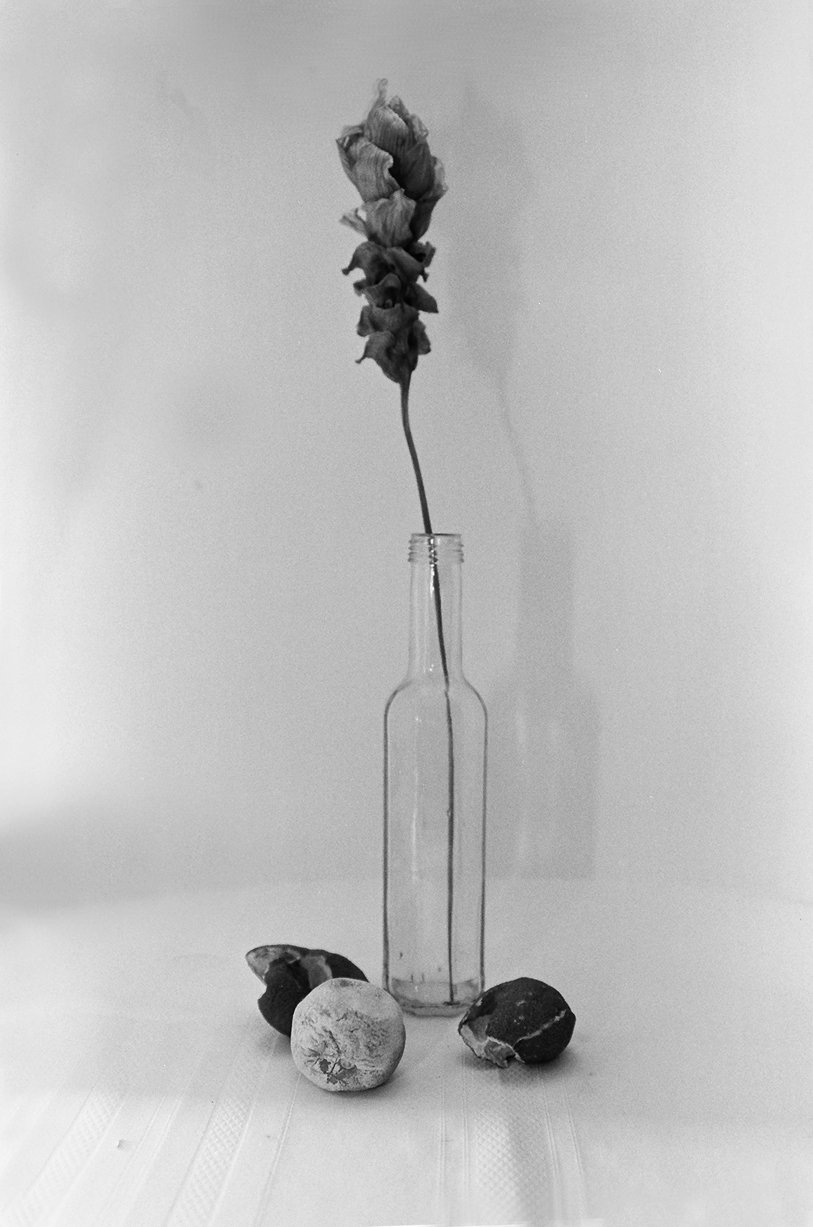 As vidas da natureza-morta