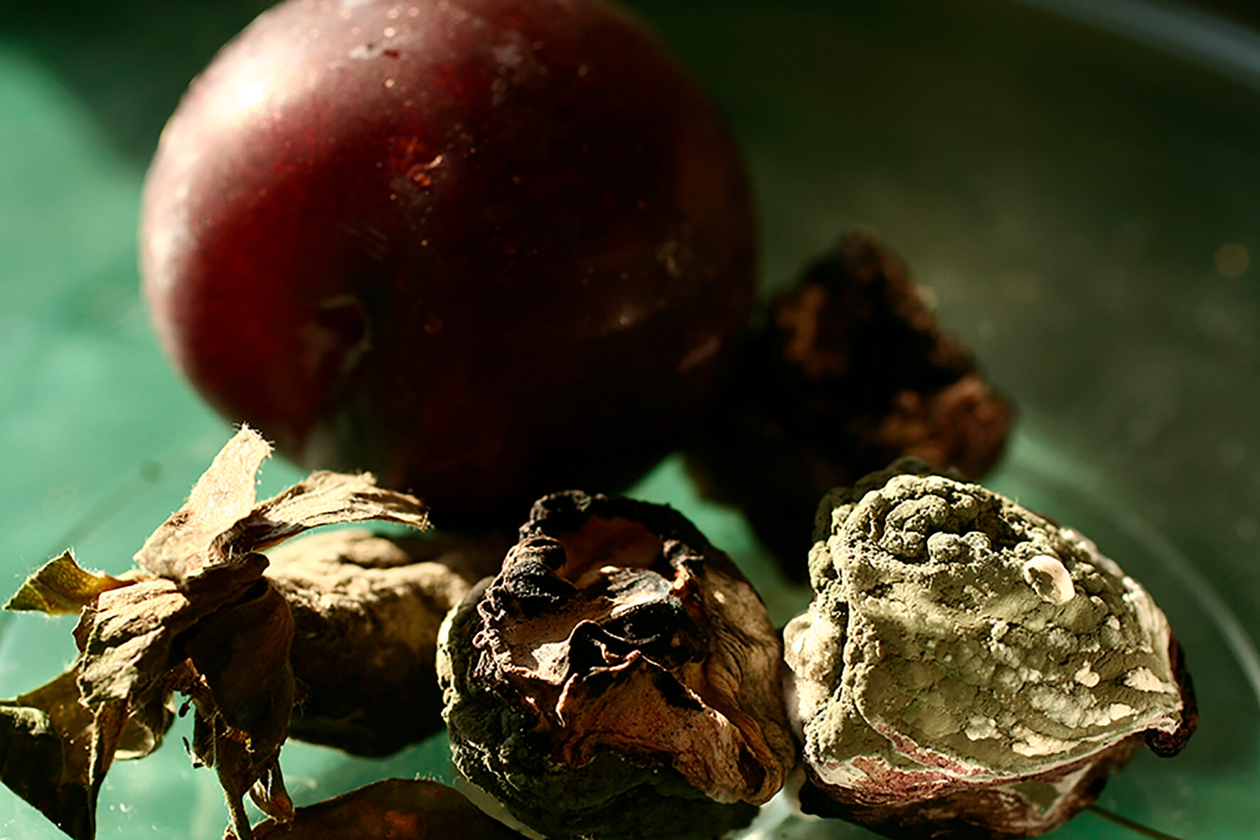 As vidas da natureza-morta