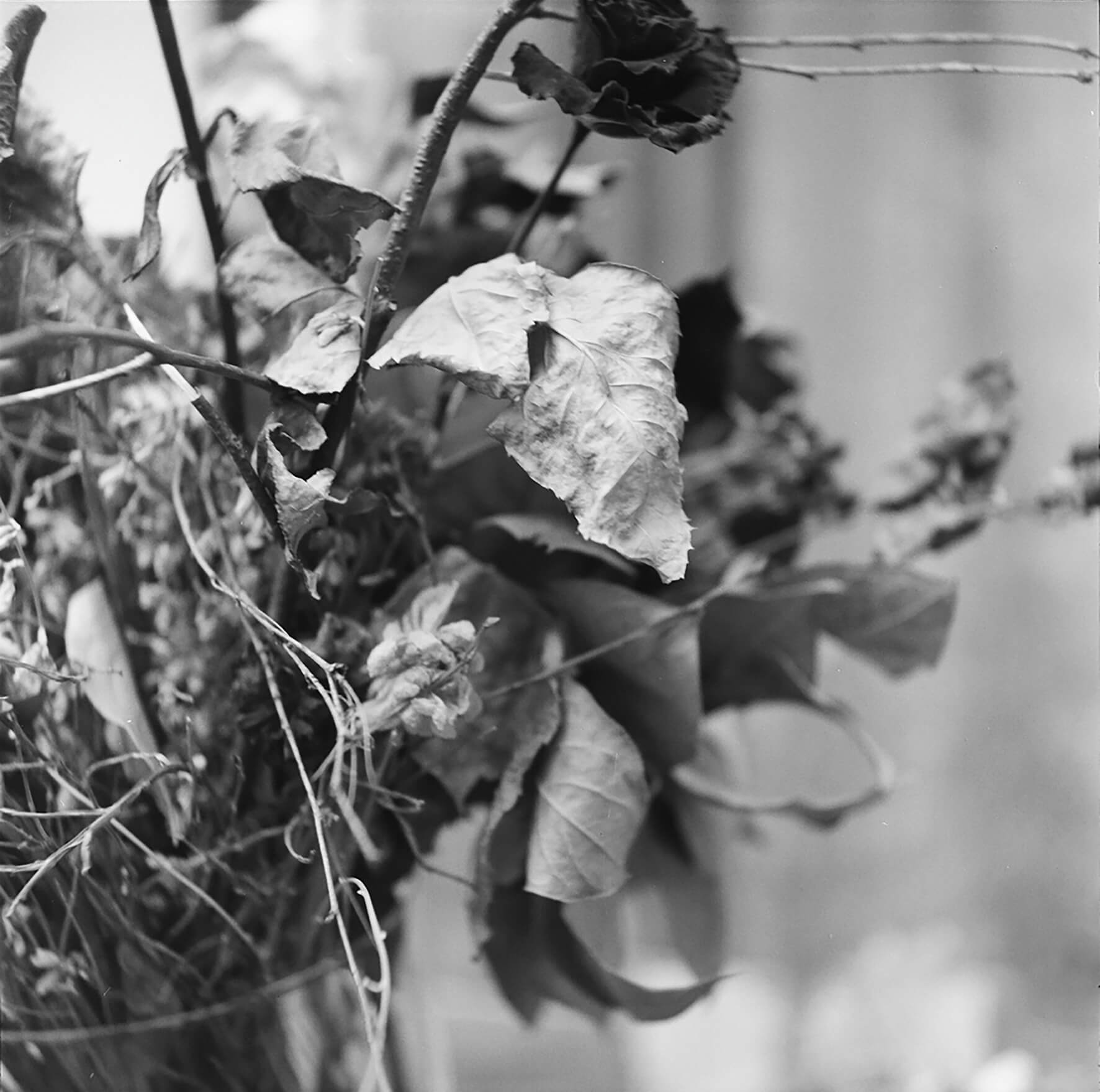 As vidas da natureza-morta