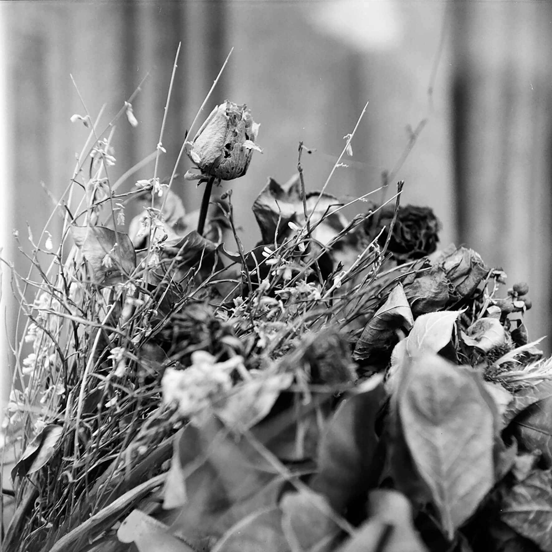 As vidas da natureza-morta